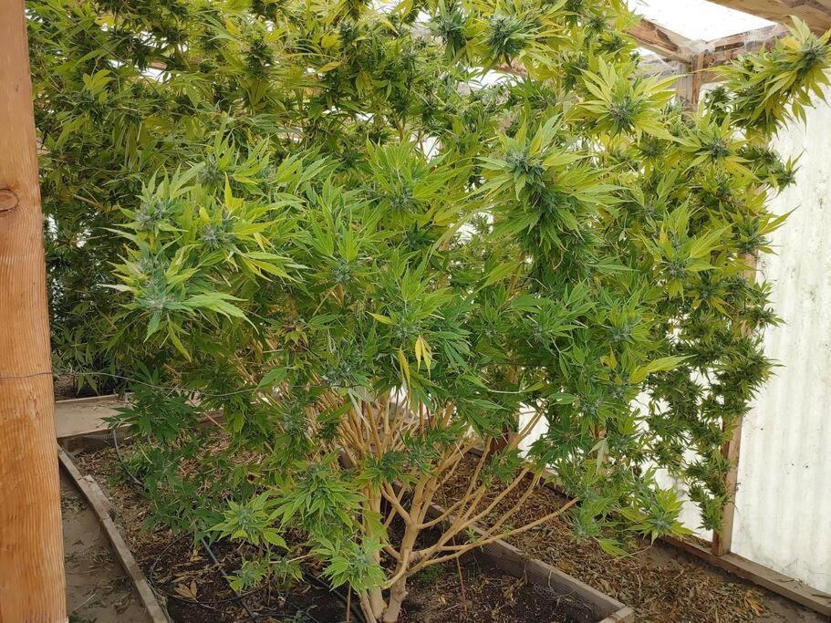 The Ganja Getaway Villa Arroyo Grande Exterior photo